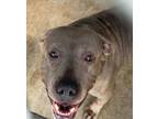 Adopt Brownie a Pit Bull Terrier