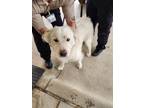 Adopt Pico a Great Pyrenees