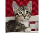 Adopt Wingding a Domestic Short Hair
