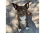 Adopt Woody a Terrier, Mixed Breed