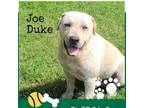 Adopt Duque/Joe Duke a Labrador Retriever, Mixed Breed
