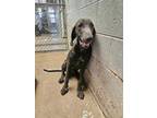 Adopt Ricki Bobby a Weimaraner