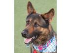 Adopt Denver a German Shepherd Dog, Mixed Breed