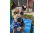 Adopt Rafael Tracy a Pit Bull Terrier