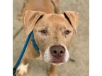 Adopt Farryn a Mixed Breed