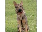 Adopt Barry a German Shepherd Dog
