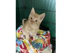 Adopt Forest a Tabby, Domestic Short Hair