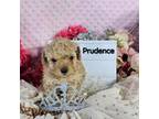 Prudence- Toy