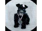 Schnauzer (Miniature) Puppy for sale in Tremonton, UT, USA