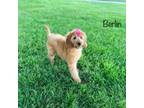 Mutt Puppy for sale in Troy, MO, USA