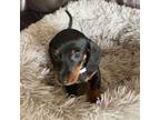 Dachshund Puppy for sale in Portland, IN, USA