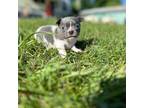 Chihuahua Puppy for sale in Grass Lake, MI, USA