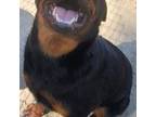 Rottweiler Puppy for sale in Ridgeville, SC, USA