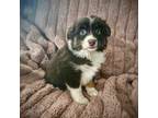 Miniature Australian Shepherd Puppy for sale in Whispering Pines, NC, USA