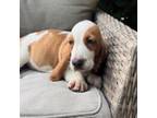 Basset Hound Puppy for sale in Chauncey, GA, USA