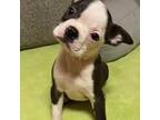 Boston Terrier Puppy for sale in Lake In The Hills, IL, USA