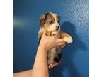 Australian Shepherd Puppy for sale in Dallas, TX, USA
