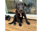 Adopt Meatball a Black Labrador Retriever, Pit Bull Terrier