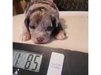 Mutt Puppy for sale in Republic, MO, USA