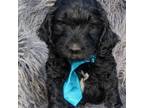 Goldendoodle Puppy for sale in South Haven, MN, USA