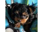 Yorkshire Terrier Puppy for sale in Center City, MN, USA