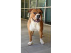 Adopt Meatball a Boxer, Mixed Breed
