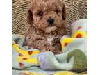 Poodle (Toy) Puppy for sale in Tracy, CA, USA