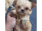 Maltipoo Puppy for sale in Fort Lauderdale, FL, USA