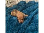 Dachshund Puppy for sale in Springfield, TN, USA