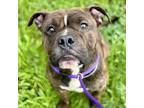 Adopt Chino a Pit Bull Terrier, Mixed Breed