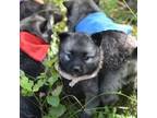 Norwegian Elkhound Puppy for sale in Frenchtown, MT, USA