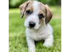 Adopt Mo a Jack Russell Terrier, Mixed Breed
