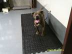 Adopt 2685 a Pit Bull Terrier