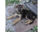 German Shepherd Dog Puppy for sale in Commerce, TX, USA