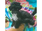 Mutt Puppy for sale in Auburn, IN, USA