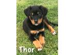 Adopt Thor a Rottweiler, Bernese Mountain Dog