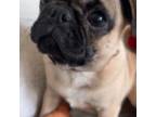 Pug Puppy for sale in Rochester, MN, USA
