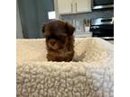 Shih Tzu Puppy for sale in Fulshear, TX, USA