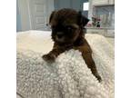 Shih Tzu Puppy for sale in Fulshear, TX, USA