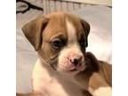Boxer Puppy for sale in Miami, FL, USA