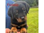 Rottweiler Puppy for sale in Hickory, NC, USA