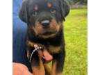 Rottweiler Puppy for sale in Hickory, NC, USA