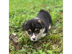 Pembroke Welsh Corgi Puppy for sale in Stamping Ground, KY, USA