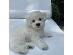 Bichon Frise Puppy for sale in Louisville, KY, USA