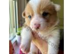 Cardigan Welsh Corgi Puppy for sale in Lynchburg, VA, USA