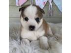 Alaskan Klee Kai Puppy for sale in Sarcoxie, MO, USA