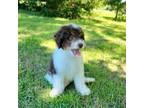 Aussiedoodle Puppy for sale in Greenville, SC, USA
