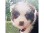 Australian Shepherd Puppy for sale in Southborough, MA, USA
