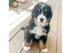 Bernese Mountain Dog Puppy for sale in Paoli, IN, USA