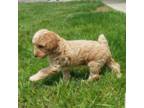 Poodle (Toy) Puppy for sale in Spencerville, IN, USA
